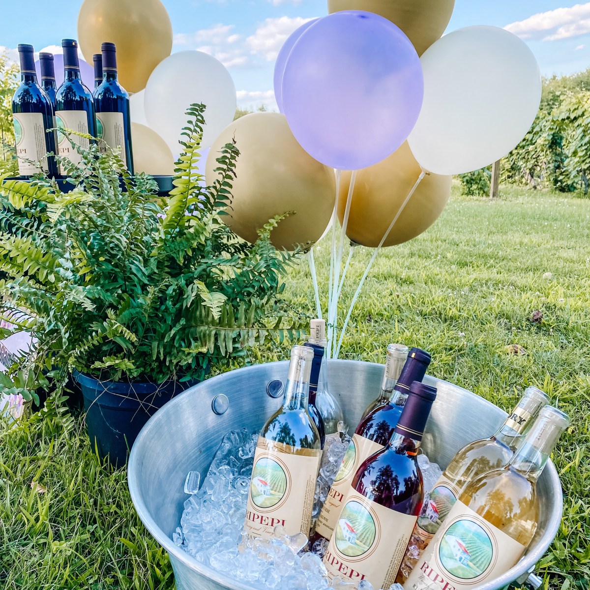 Winery Picnic Experience